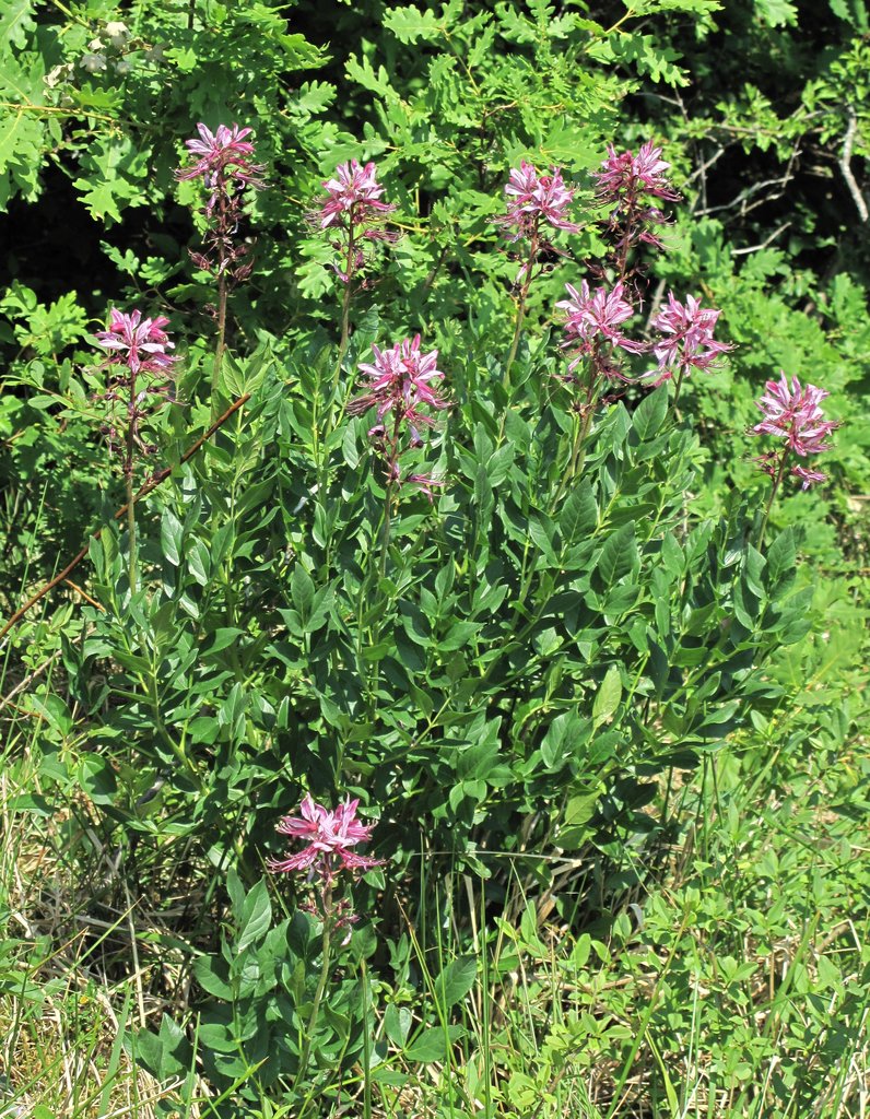Dictamnus albus